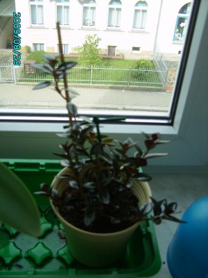 PICT0612.JPG