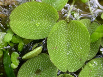 rätsel 090828 Lösung.JPG