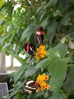 schmetterling3.JPG