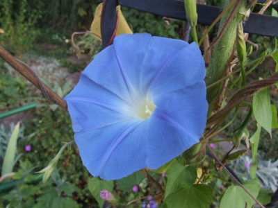 DSCF4278.JPG