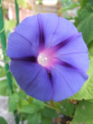 DSCF4271.JPG