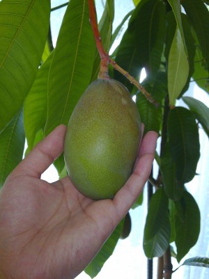 Mango (3).jpg