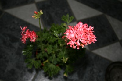 IMG_3789.JPG