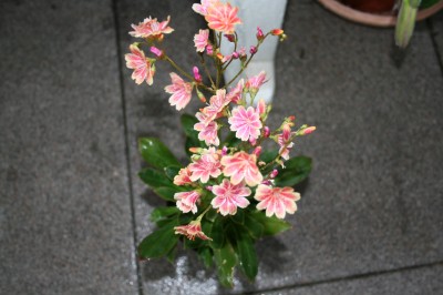 IMG_3804.JPG