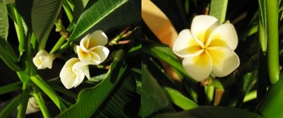 blüten-fast-offen.jpg
