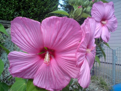 Hibiskus3.jpg