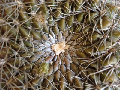 Lobivia cinnabarina 2.jpg