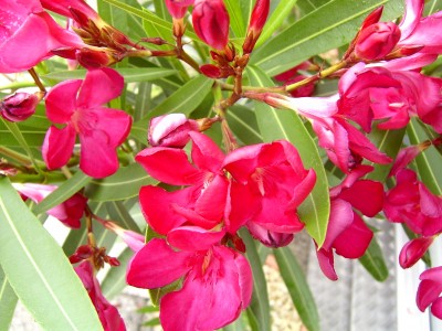 Makro 11.06.07.JPG