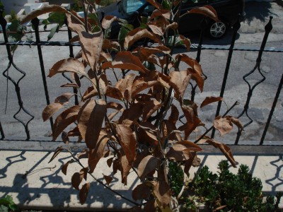 DSC03284.JPG