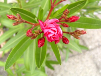 Makro2 11.06.07.JPG