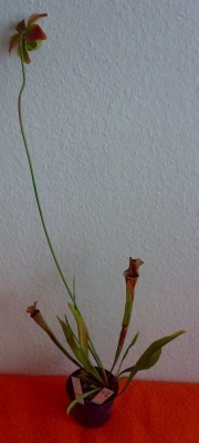 2009 sarracenia1.jpg