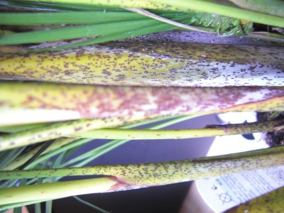 PICT0001.JPG