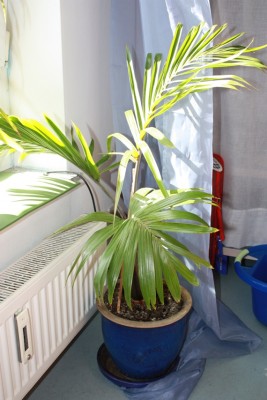 Hyophorbe lagenicaulis.jpg
