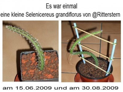 Selenicereus grandiflorus.jpg