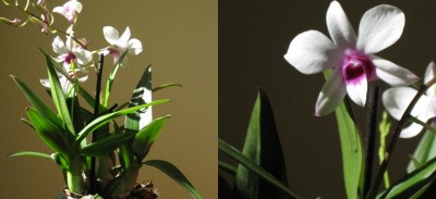 orchidee 001-tile.jpg