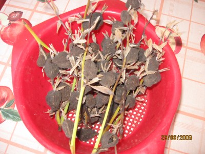 Green2009_2733.jpg