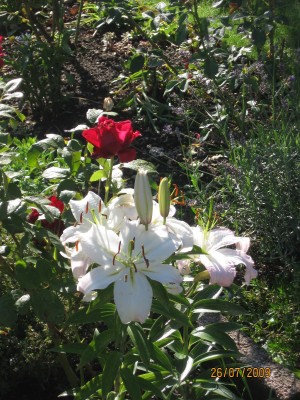 Green2009_2702.jpg