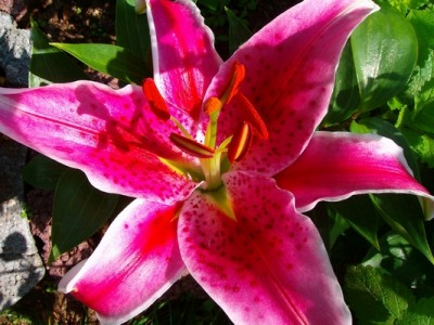 Lilie-orientalisch-rosa.JPG
