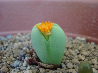 Blüte Conophytum Biloba Frutescens.jpg