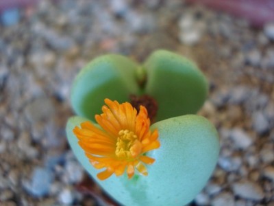 Blüte.jpg