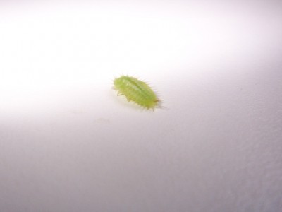 100_5066a.jpg