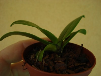 Phalaenopsis equestris var.  cyanostylis.jpg