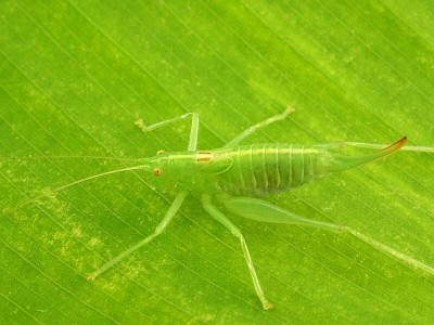 grille auf canna-.jpg