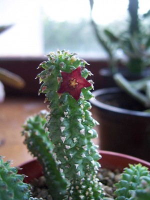 100_5253.JPG