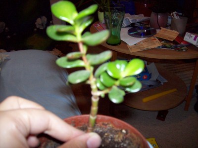 100_0240.jpg
