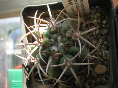 Gymnocal. hybopleurum v.ferocior STO866.jpg