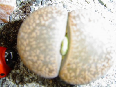 lebende Steine 001.jpg
