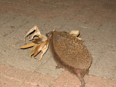 k-neu....jungtier09 355.jpg