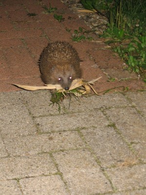 k-neu....jungtier09 348.jpg