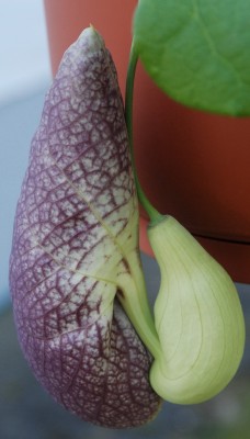 Aristolochia_Knospe_Seite.jpg