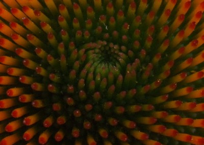 DSCF3917.JPG