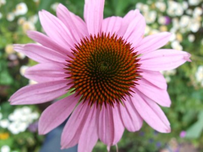 DSCF3917.JPG