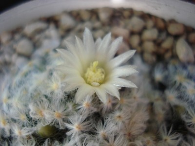 Blüte Mammillaria schiedeana.jpg