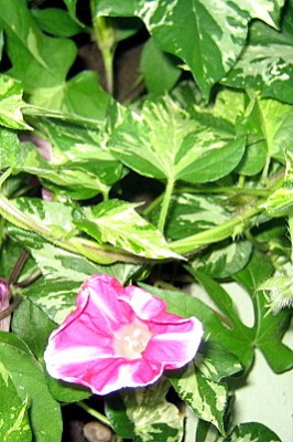 ipo_5412.JPG