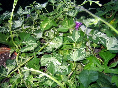 Ipo_5409.JPG