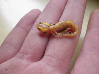 Feuersalamander02Sept2009_01.JPG