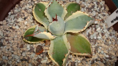 Agave potatorum Kichijukan.JPG
