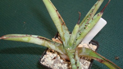Agave macrocantha.JPG