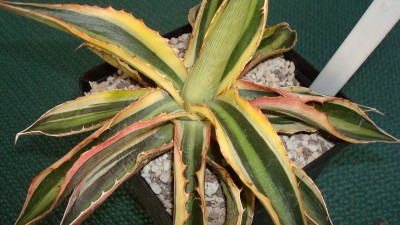 Agave lophantha cv. Quadricolor.JPG