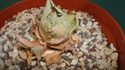 Agave isthmensis varigata.JPG