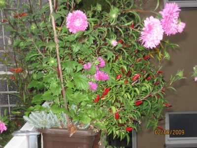 Green2009_2778.jpg
