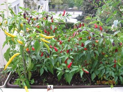 Green2009_2773.jpg