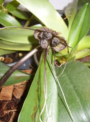 DSCI0002 - Kopie.JPG