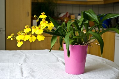 oncidium.jpg