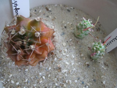 Gymnocalycium mihanovichii var melocactiforme und Euphorbia Mammillaris.jpg