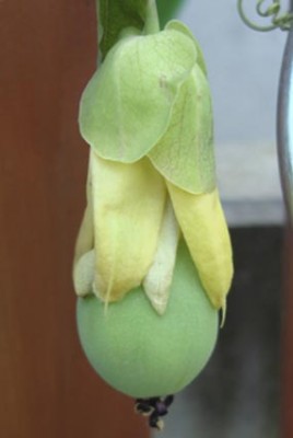 Frucht Passionsblume.jpg